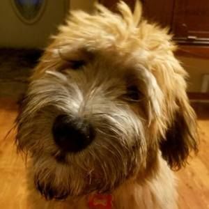 Meet your Posher, Grace